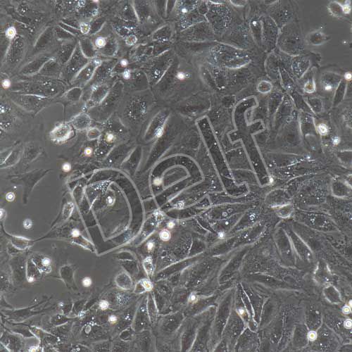 大鼠原代心臟微血管內(nèi)皮細(xì)胞