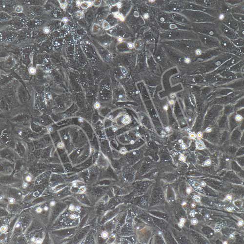 大鼠原代心臟微血管內(nèi)皮細(xì)胞