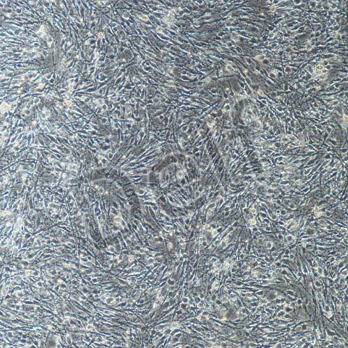 大鼠原代雪旺細(xì)胞