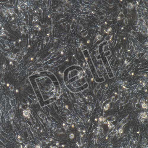 大鼠原代雪旺細(xì)胞