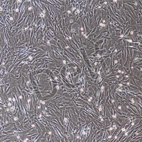 大鼠原代牙髓干細胞