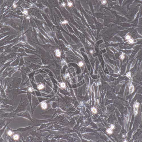 大鼠原代牙髓干細胞