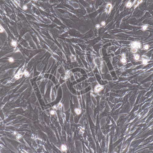 大鼠原代牙髓干細胞
