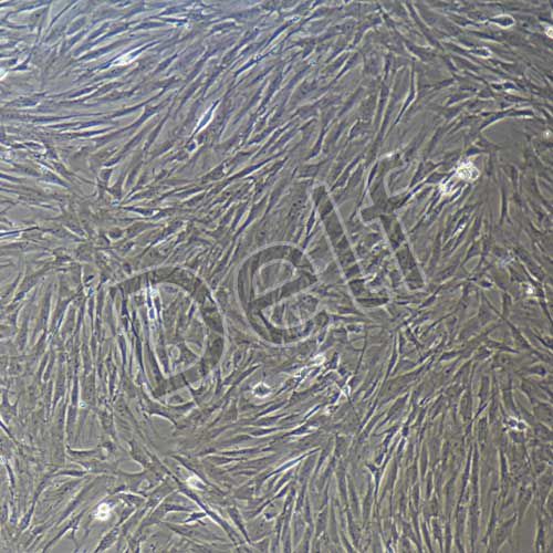 大鼠原代牙周膜成纖維細(xì)胞