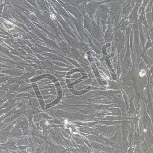 大鼠原代牙周膜成纖維細(xì)胞