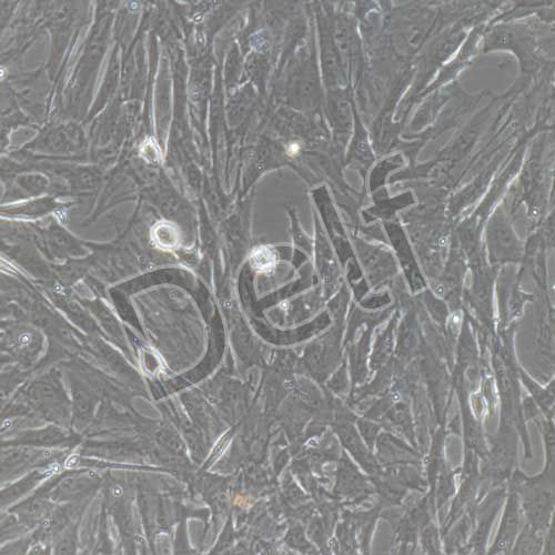 大鼠原代牙周膜成纖維細(xì)胞