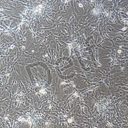 大鼠原代牙周膜干細(xì)胞