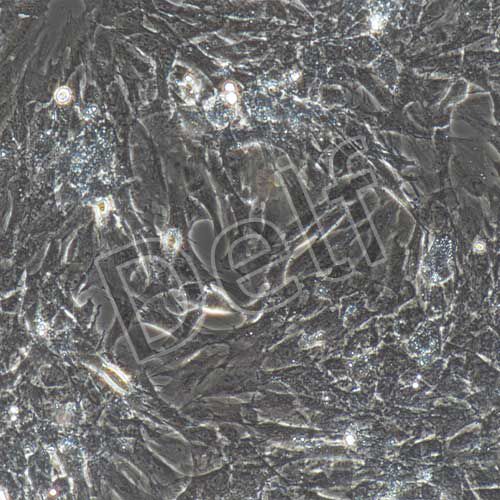 大鼠原代牙周膜干細(xì)胞