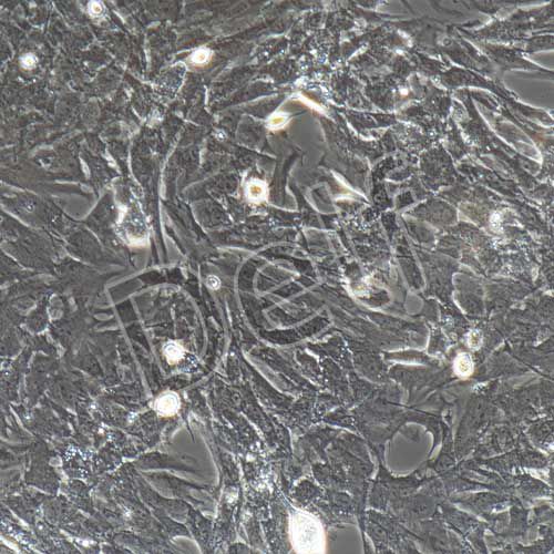 大鼠原代牙周膜干細(xì)胞