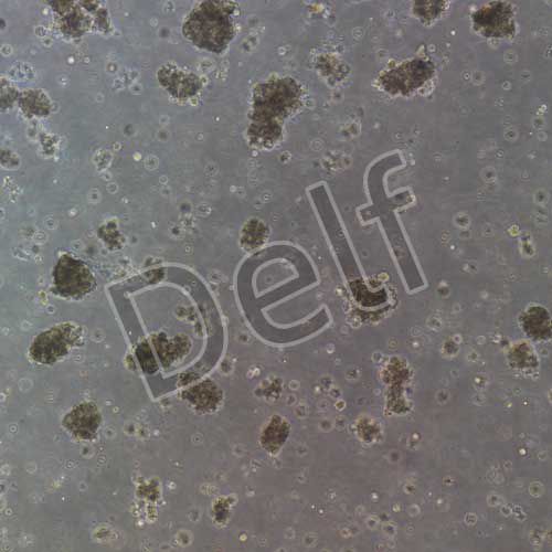 大鼠原代胰腺腺泡細(xì)胞