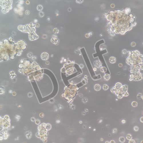 大鼠原代胰腺腺泡細(xì)胞