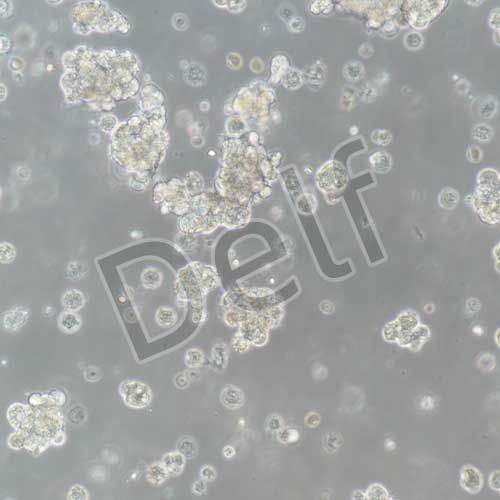 大鼠原代胰腺腺泡細(xì)胞