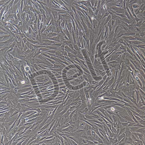 大鼠原代脂肪干細(xì)胞