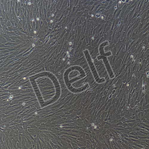 大鼠原代主動(dòng)脈平滑肌細(xì)胞