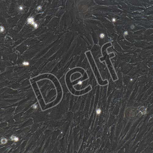 大鼠原代主動(dòng)脈平滑肌細(xì)胞