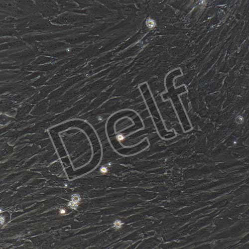 大鼠原代主動(dòng)脈平滑肌細(xì)胞