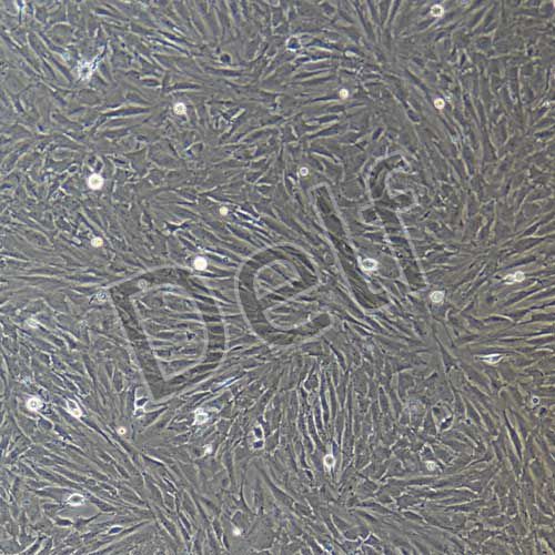 大鼠原代主動(dòng)脈外膜成纖維細(xì)胞