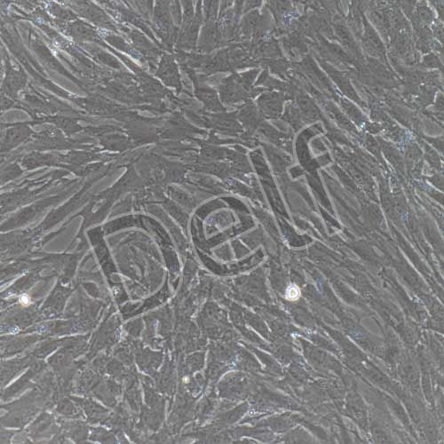 大鼠原代主動(dòng)脈外膜成纖維細(xì)胞