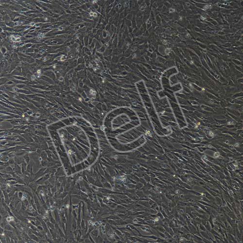 鴨原代腦微血管內(nèi)皮細(xì)胞