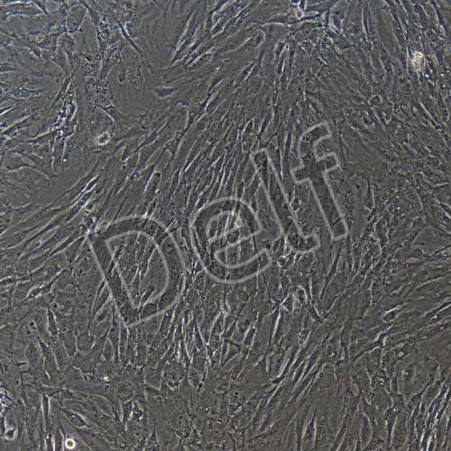 牛原代骨骼肌細(xì)胞