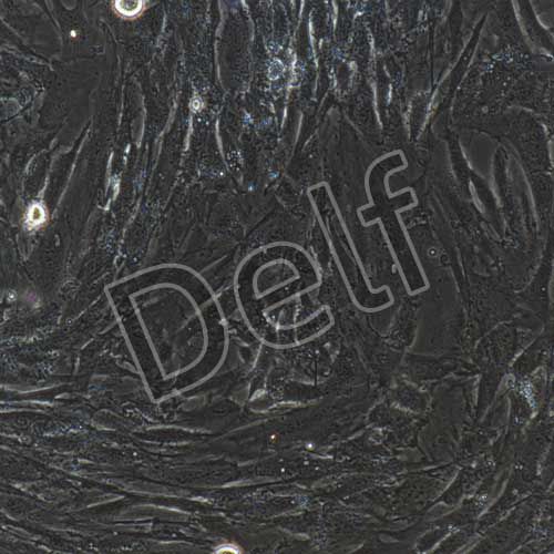 牛原代骨骼肌細(xì)胞