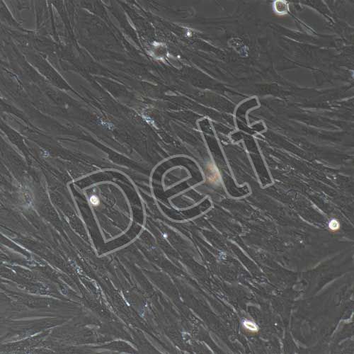 牛原代前脂肪細(xì)胞