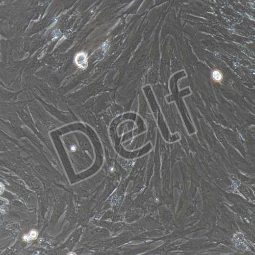 牛原代前脂肪細(xì)胞