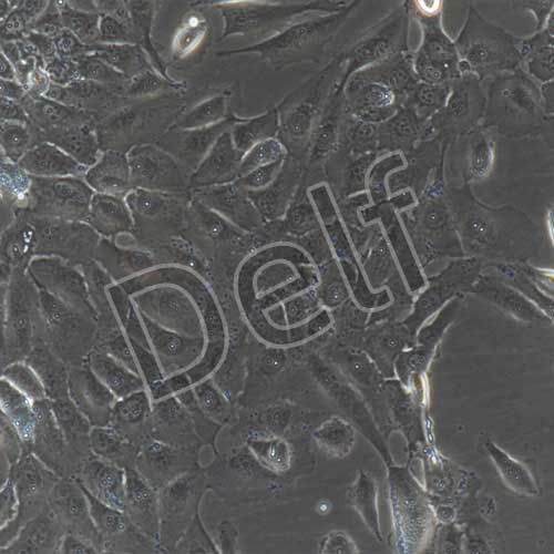 人原代Ⅱ型肺泡上皮細(xì)胞