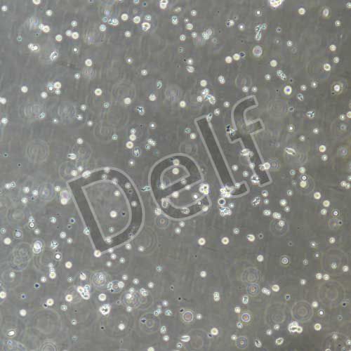 人原代T淋巴細胞