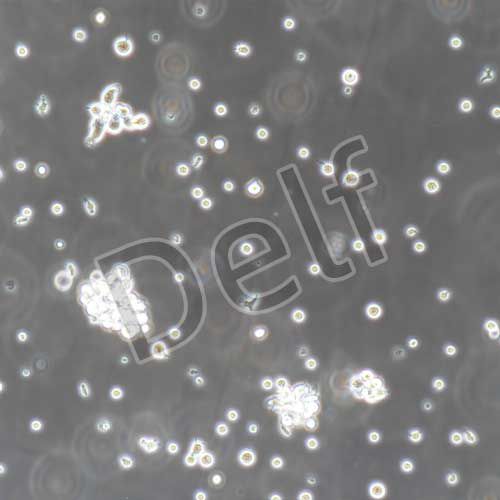 人原代T淋巴細胞