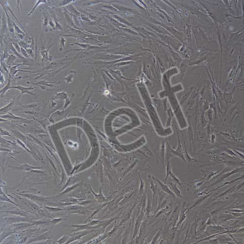 人原代膀胱成纖維細(xì)胞