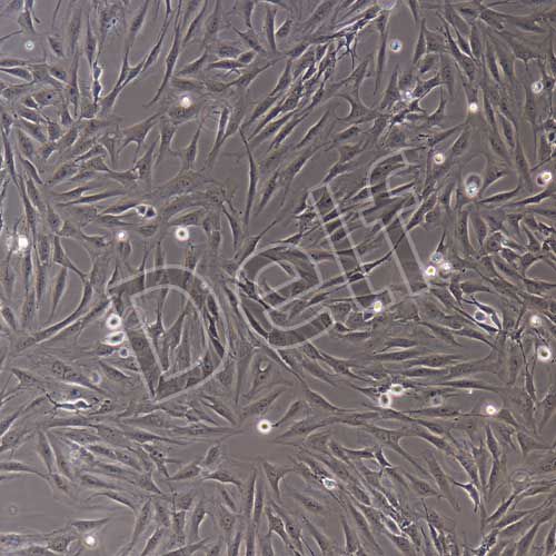 人原代扁桃體成纖維細(xì)胞