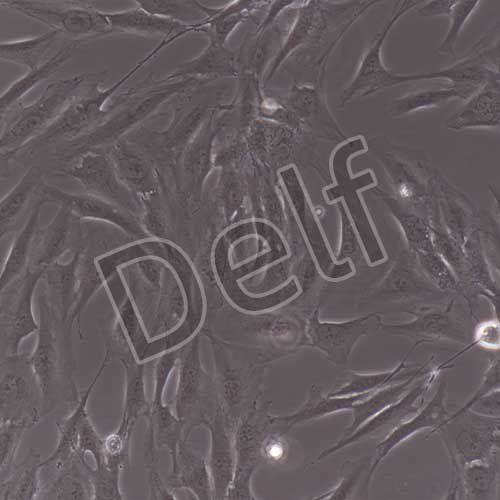 人原代扁桃體成纖維細(xì)胞