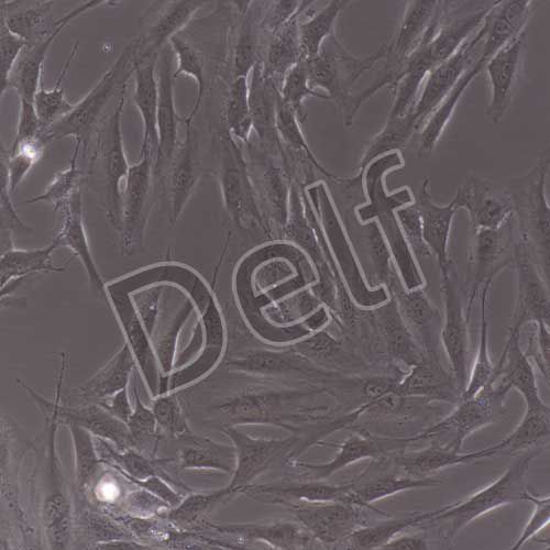 人原代扁桃體成纖維細(xì)胞