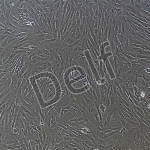 人原代肺癌成纖維細胞