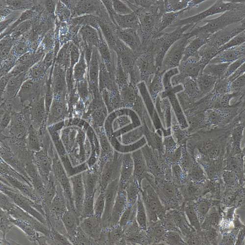 人原代肺癌成纖維細胞