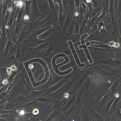 人原代肺成纖維細(xì)胞