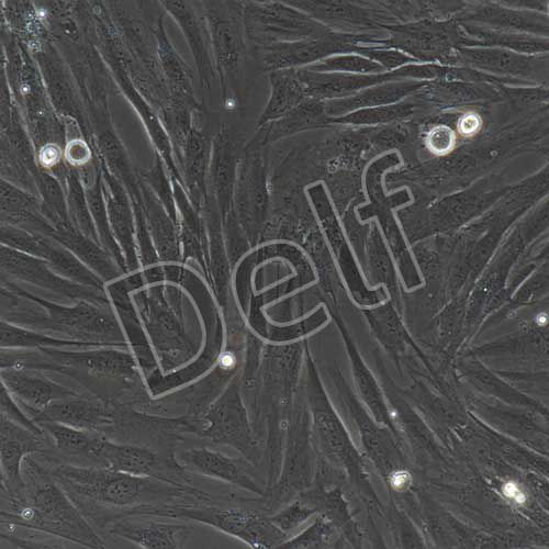 人原代肺成纖維細(xì)胞