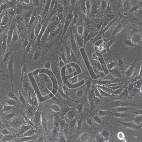 人原代腹膜微血管內(nèi)皮細(xì)胞