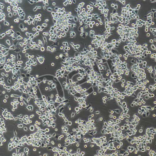 人原代肝Kupffer細(xì)胞