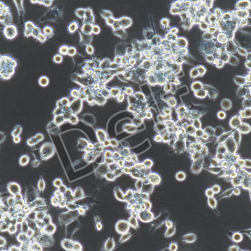 人原代肝Kupffer細(xì)胞