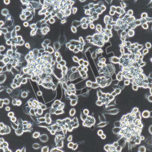 人原代肝Kupffer細(xì)胞