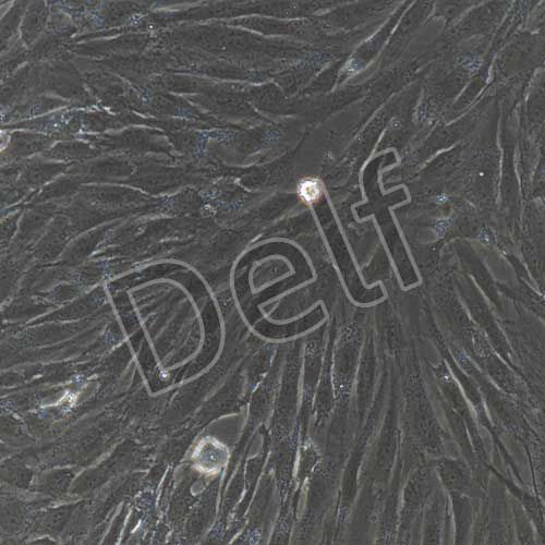 人原代肝成纖維細(xì)胞