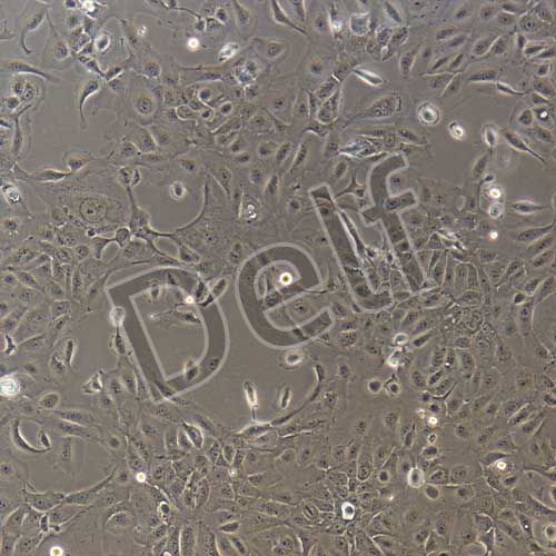 人原代肝內(nèi)膽管上皮細胞