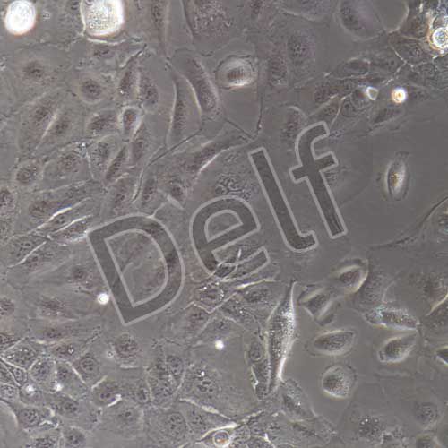 人原代肝內(nèi)膽管上皮細胞