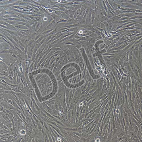 人原代睪丸支持細胞