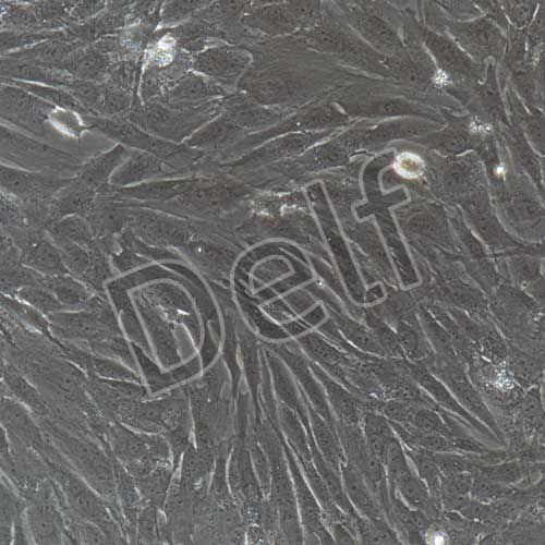 人原代睪丸支持細胞