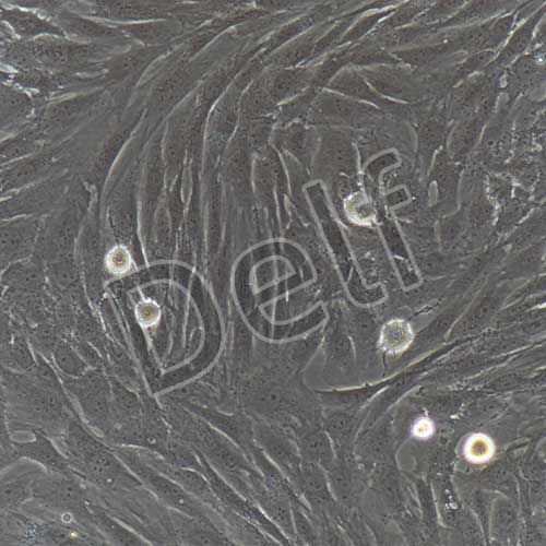 人原代睪丸支持細胞