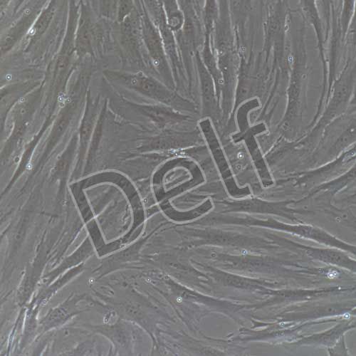 人睪丸支持細胞永生化