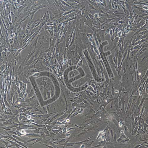 人骨骼肌細(xì)胞永生化-sv40